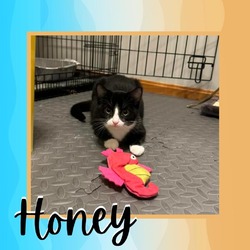 Thumbnail photo of Honey #2