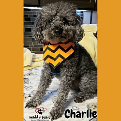 Thumbnail photo of Charlie #2