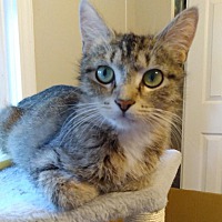 adopt-pet