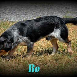 Thumbnail photo of Bo #2