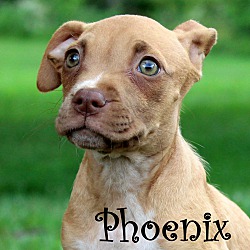 Thumbnail photo of Phoenix ~ meet me! #1