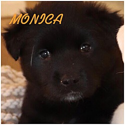 Photo of MONICA, ROSS