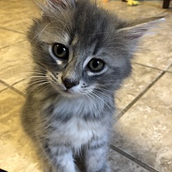 Photo of Kitten (Pon-pon)