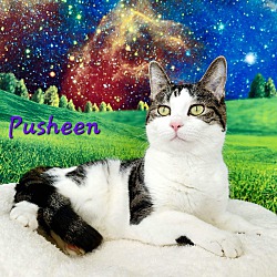 Thumbnail photo of Pusheen #1