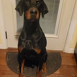 Photo of Arlo