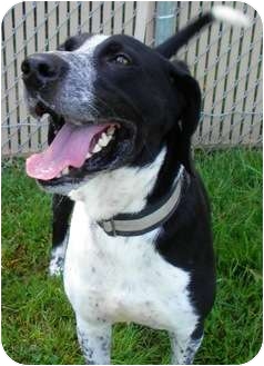 english pointer lab