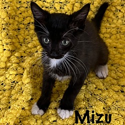 Thumbnail photo of Mizu #2