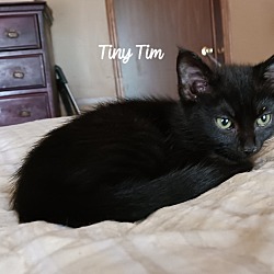 Thumbnail photo of Tiny Timmy #4