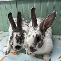 bonded pet photo