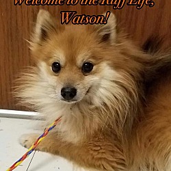 Thumbnail photo of Watson~Adopted #1