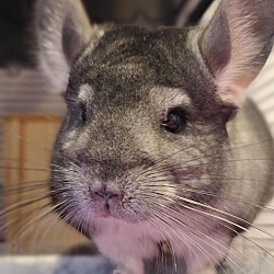 Photo of Junior - NJ