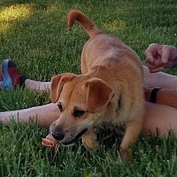 Photo of Scooter