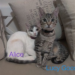 Thumbnail photo of Alice #sister-of-Tris #4