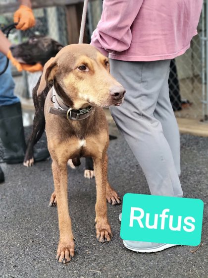 Thumbnail photo of Rufus #1