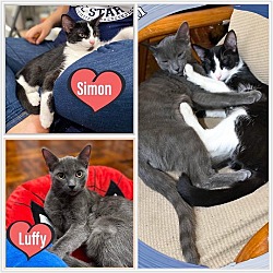 Thumbnail photo of Luffy and Simon- bonded snuggly brothers #1