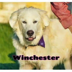 Thumbnail photo of Winchester #1