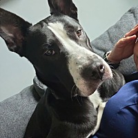 adopt a pet
