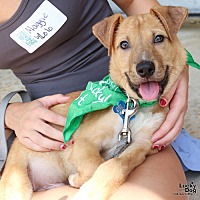 adopt a pet