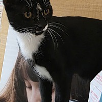 adopt a pet