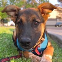 adopt a pet
