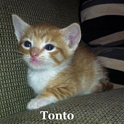 Thumbnail photo of Tonto #4