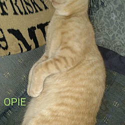 Thumbnail photo of OPIE #3