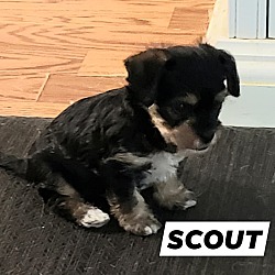 Thumbnail photo of SCOUT #1