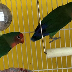 Thumbnail photo of Uno and Dos (Bonded pair) #2