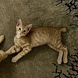 Photo of Bobcat