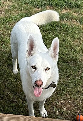 richmond, VA - German Shepherd Dog. Meet WINTER-URGENT FOSTER NEEDED! a ...