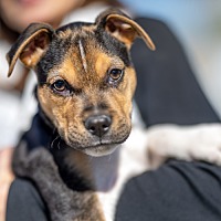 adopt a pet