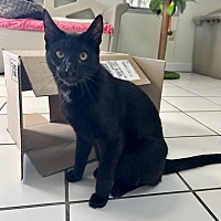 adopt a pet