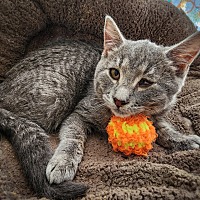 adopt a pet