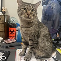 adopt a pet
