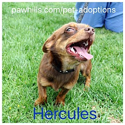 Thumbnail photo of Hercules #4