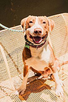 heartworm prevention petsmart