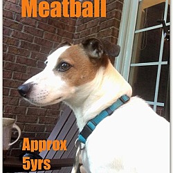 Photo of Meatball