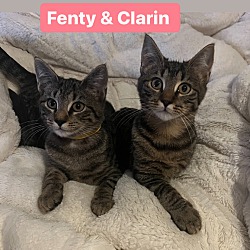 Thumbnail photo of Fenty & Clarin #1