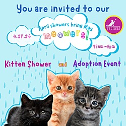 Photo of AAA KITTEN SHOWER AND ADOPTION EVENT