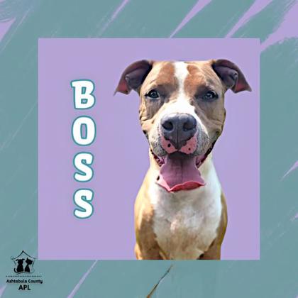 Thumbnail photo of Boss #1