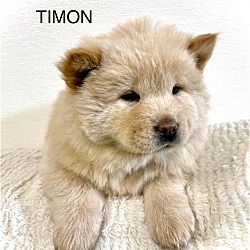 Photo of TIMON