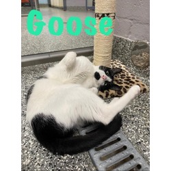 Photo of GOOSE