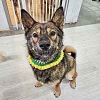 adopt-pet