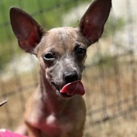 adopt a pet