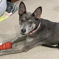 adopt a pet