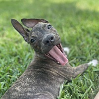 adopt a pet