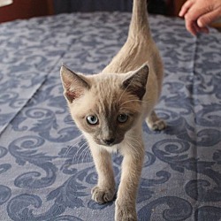 Thumbnail photo of Gwen-Siamese kitten #3