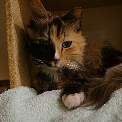 Thumbnail photo of Patches #3