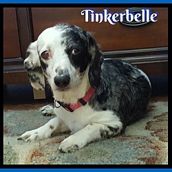 Thumbnail photo of Tinkerbelle #2