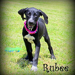 Thumbnail photo of Rubee~adopted! #3